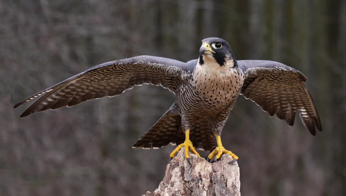 Wanderfalke Ruf - Vögel in Europa