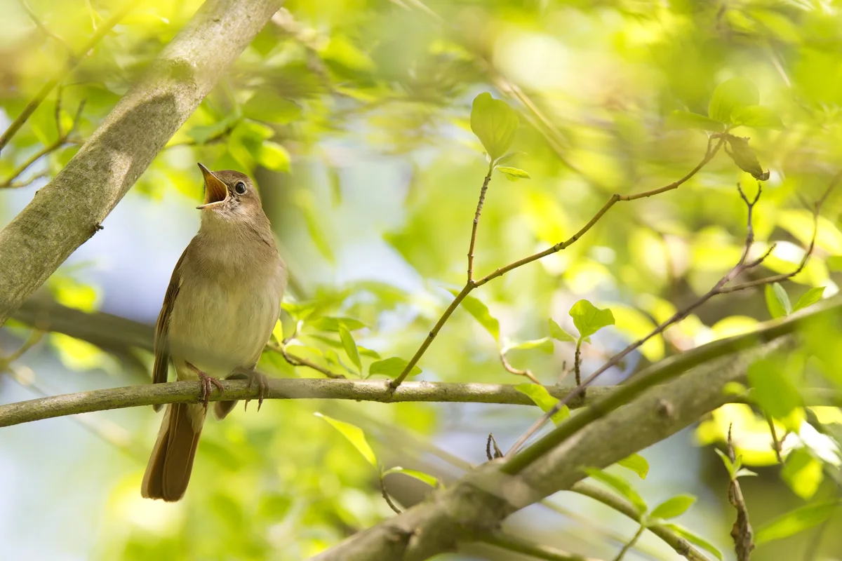 Wie die Nachtigall singt - Vögel in Europa