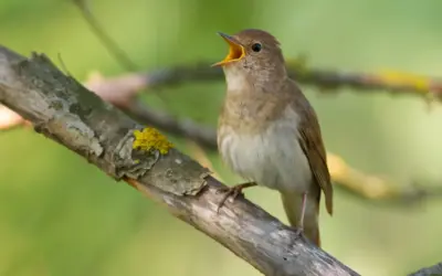 Wie singt die Nachtigall
