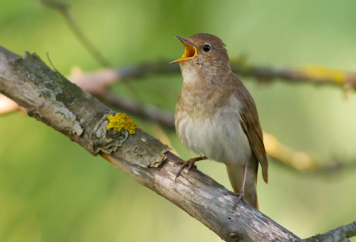 Wie singt die Nachtigall - Vögel in Europa