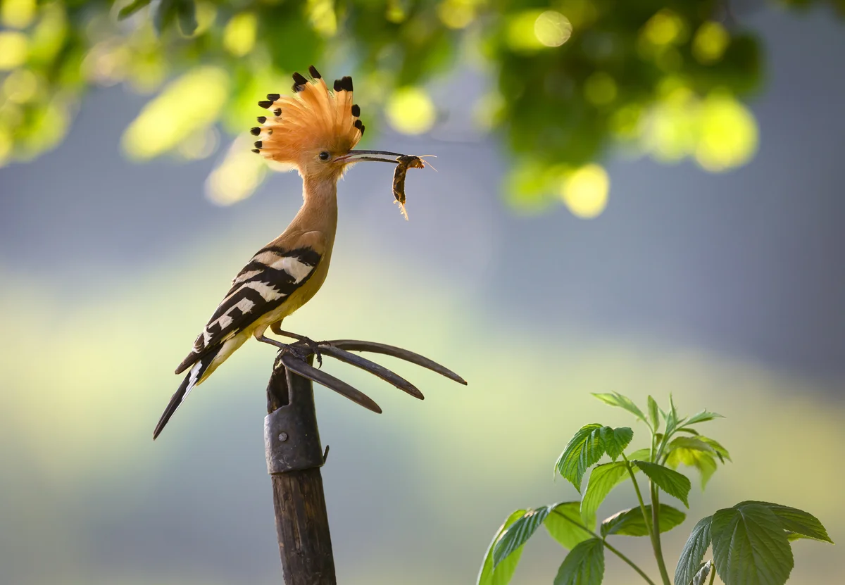 Wiedehopf Àhnlicher Vogel - Vögel in Europa Wiedehopf Àhnlicher Vogel - Vögel in Europa