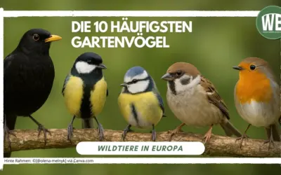 Die 10 häufigsten Gartenvögel