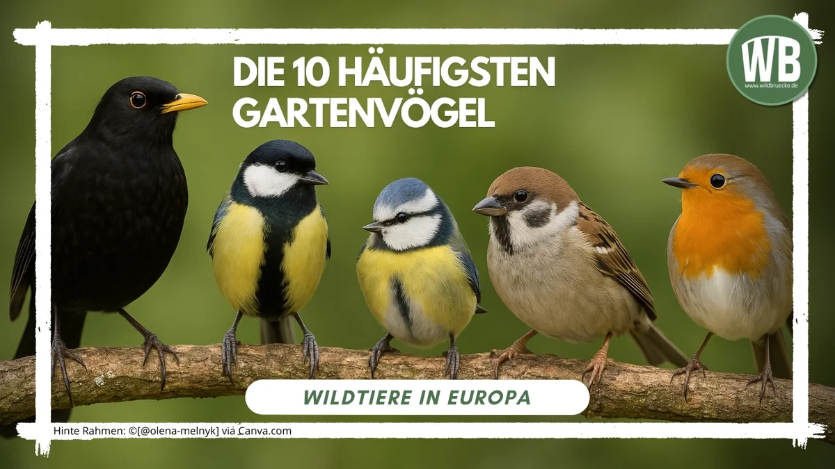 Beitragsbild 10 häufigsten Gartenvögel