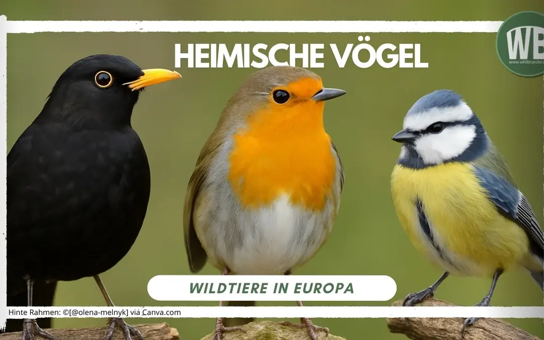 Heimische Vögel