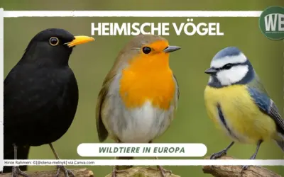 Heimische Vögel