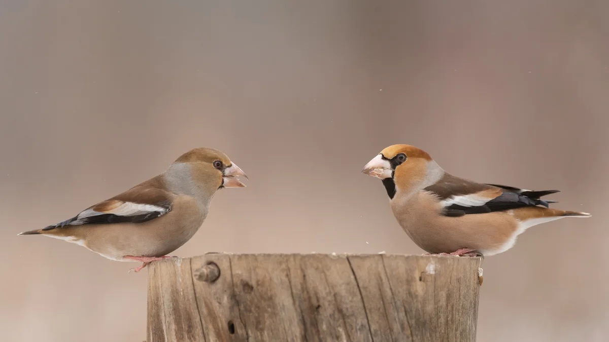 Das Kernbeißer Weibchen – Vögel in Europa