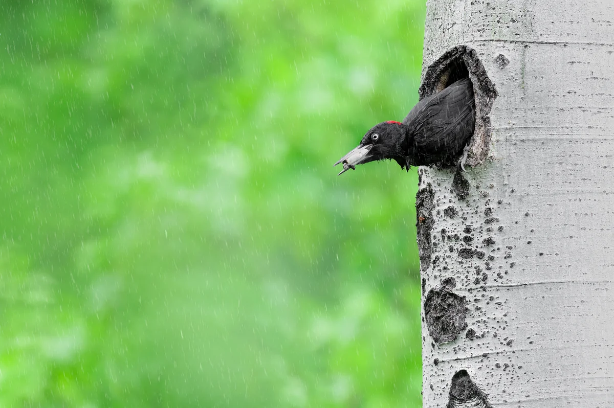 Das Schwarzspecht Weibchen – Vögel in Europa