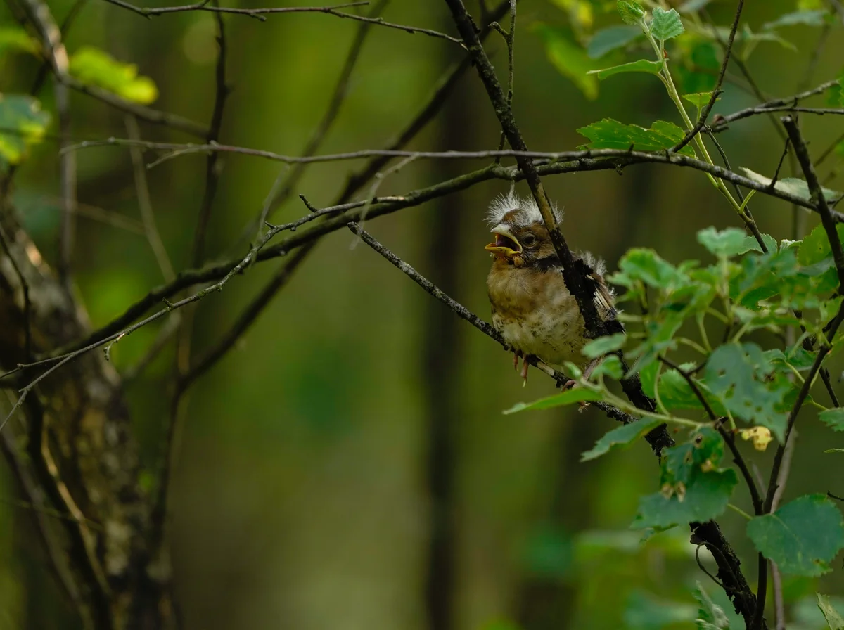 Der Kernbeißer Jungvogel – Vögel in Europa