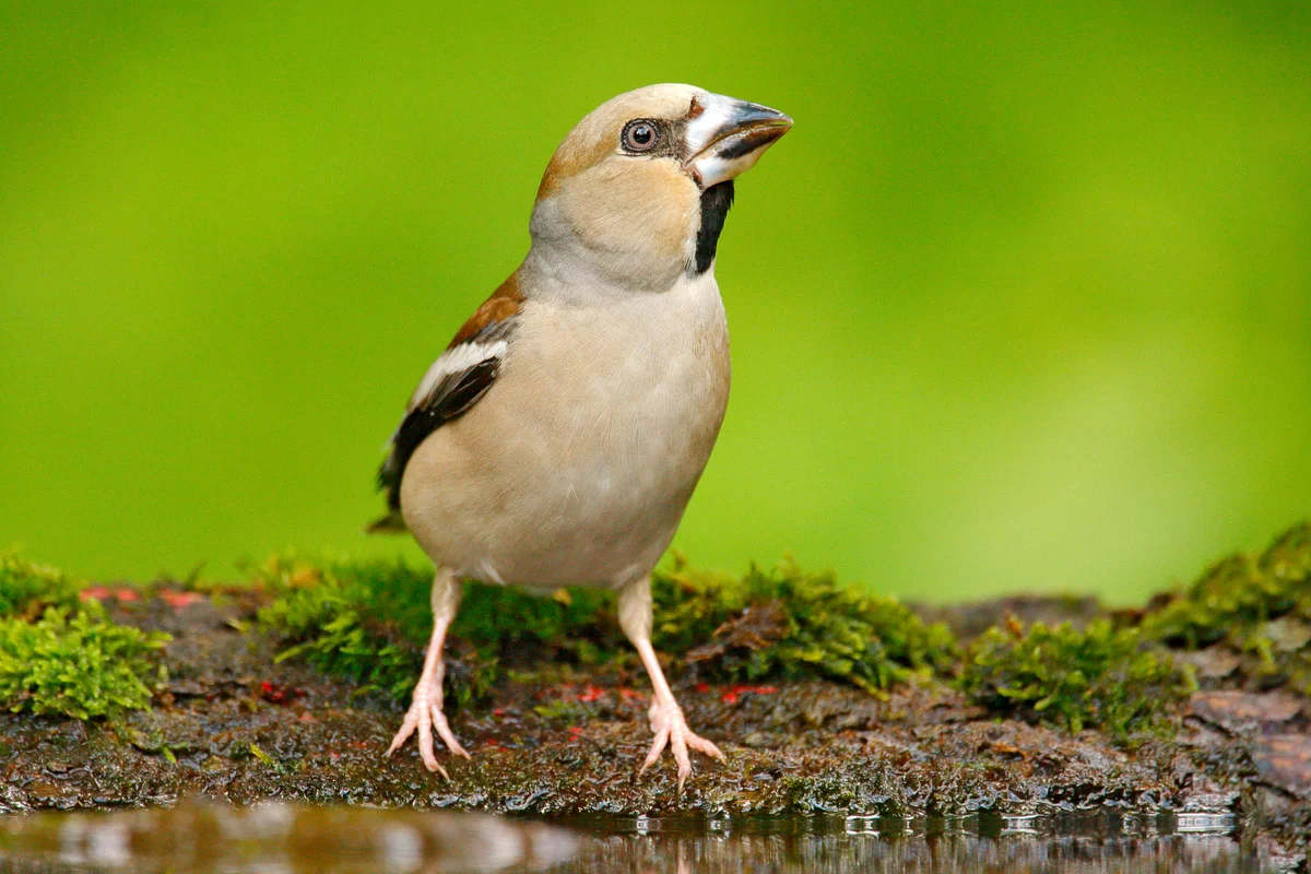 Der Kernbeißer Ruf – Vögel in Europa