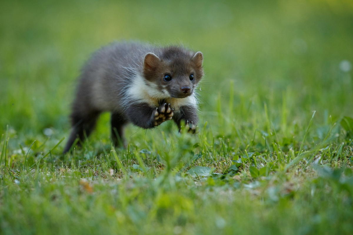 Der Steinmarder - Wildtiere in Europa Der Steinmarder - Wildtiere in Europa