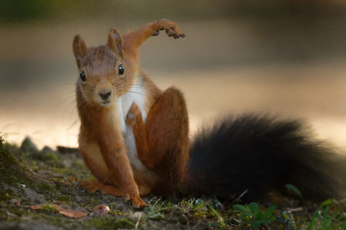 Eichhörnchen Arten - Wildtiere in Europa Eichhörnchen Arten - Wildtiere in Europa