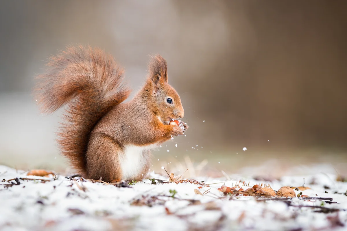Eichhörnchen Erdnüsse – Wildtiere in Europa