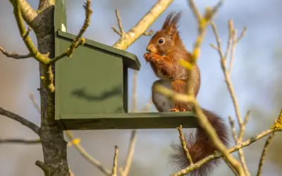 Eichhörnchen Futterstation – So hilfst du den Tieren in deinem Garten richtig