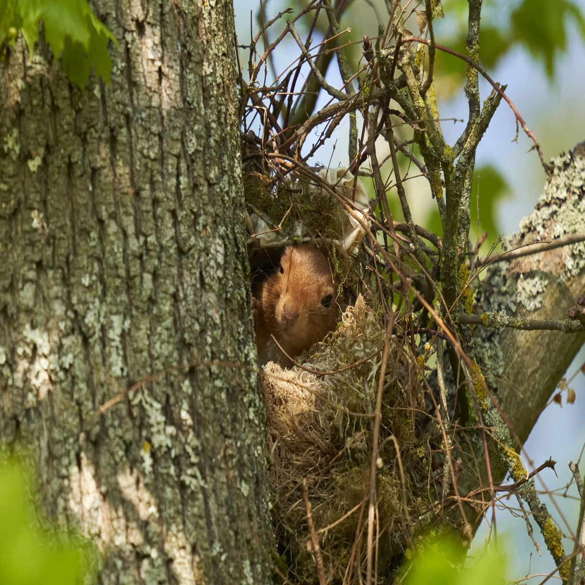 Eichhörnchen im Kobel - Wildtiere in Europa Eichhörnchen im Kobel - Wildtiere in Europa