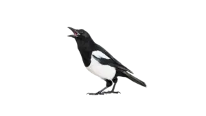 Elster - Vögel in Europa