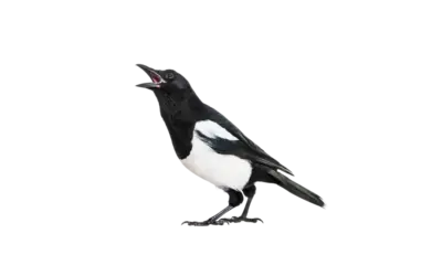 Elster