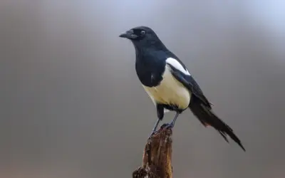 Elstern Vögel