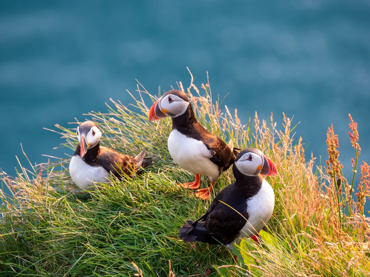 Gruppe Papageientaucher auf Island – Vögel in Europa