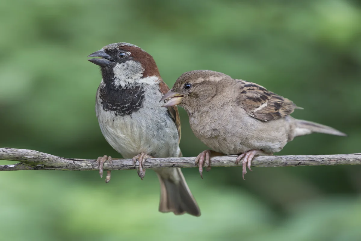 Haussperling Weibchen und Männchen – Vögel in Europa