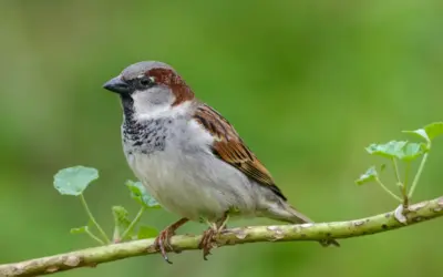 Haussperling oder Feldsperling