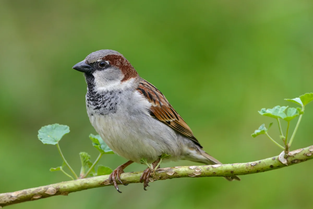 Haussperling oder Feldsperling – Vögel in Europa