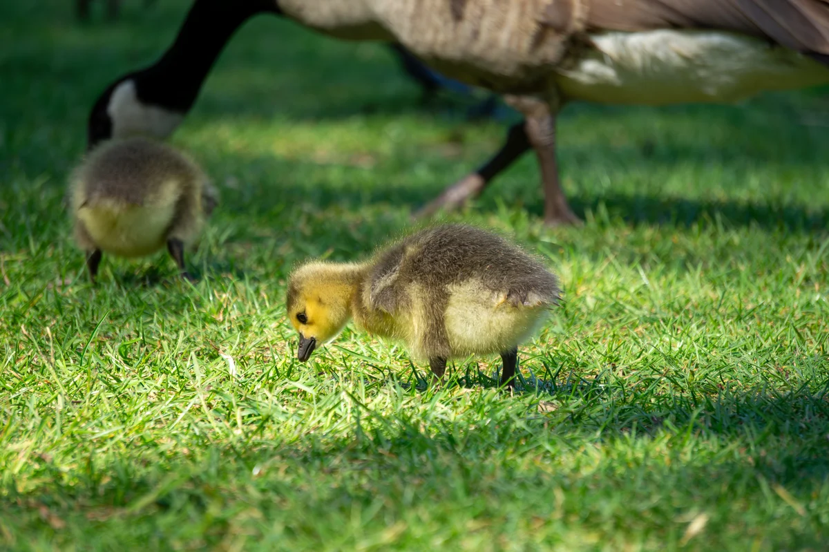 Ist die Kanadagans gefährlich - Vögel in Europa