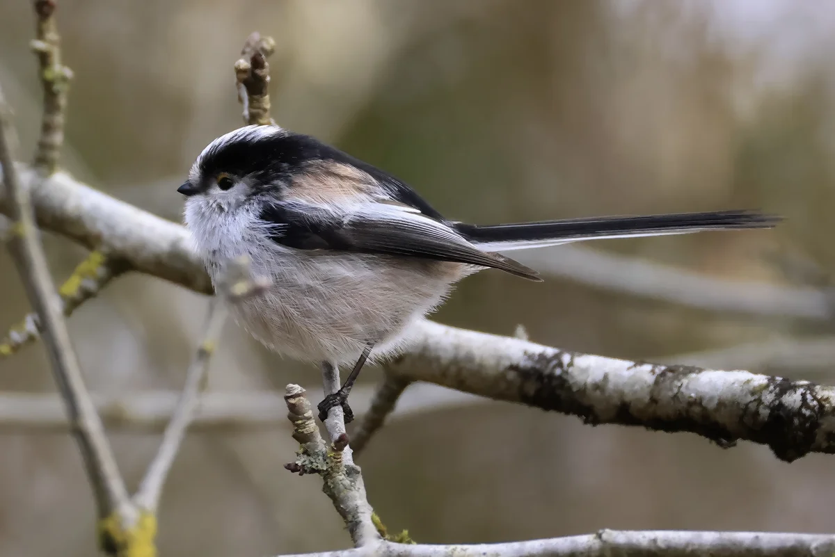 Ist die Schwanzmeise selten – Vögel in Europa