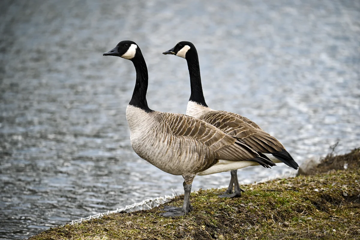 Kanadagans gefährlich - Vögel in Europa Kanadagans gefährlich - Vögel in Europa