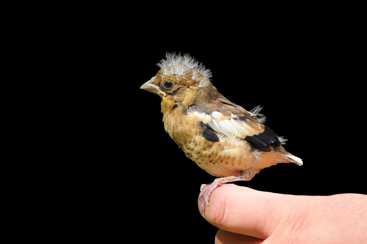 Kernbeißer Jungvogel – Vögel in Europa