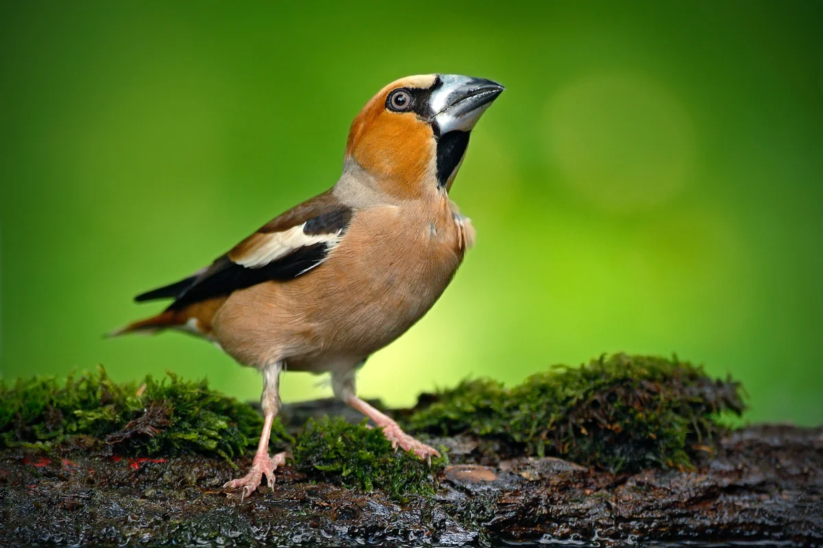 Kernbeißer Ruf – Vögel in Europa