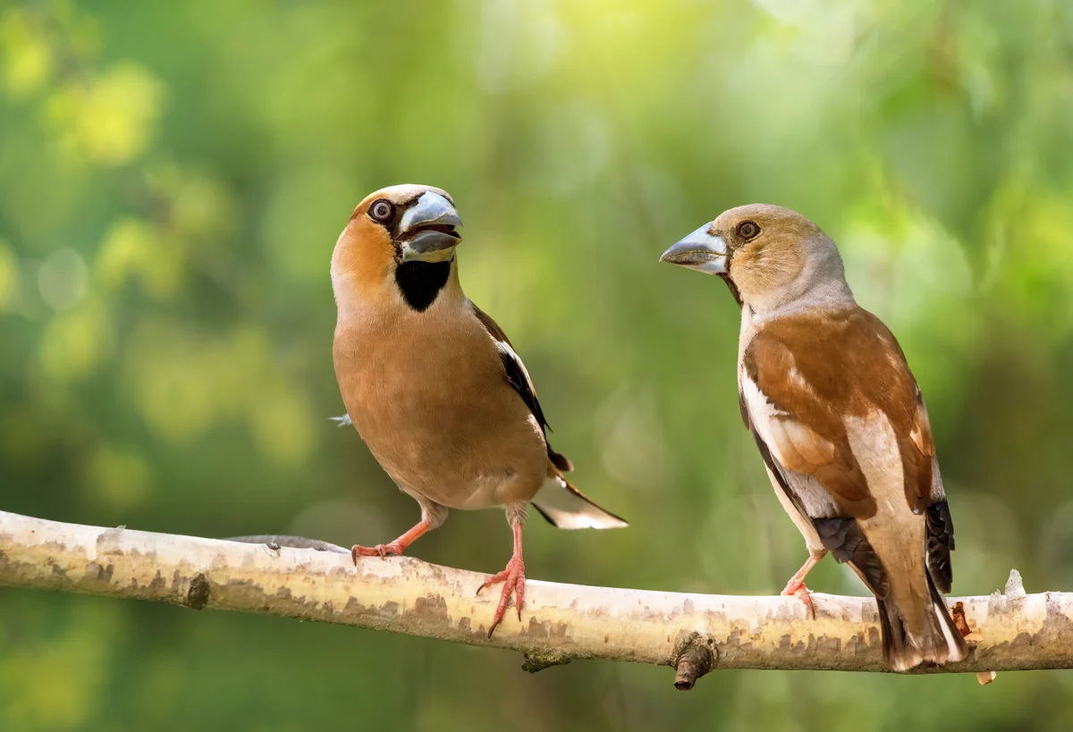 Kernbeißer Weibchen – Vögel in Europa