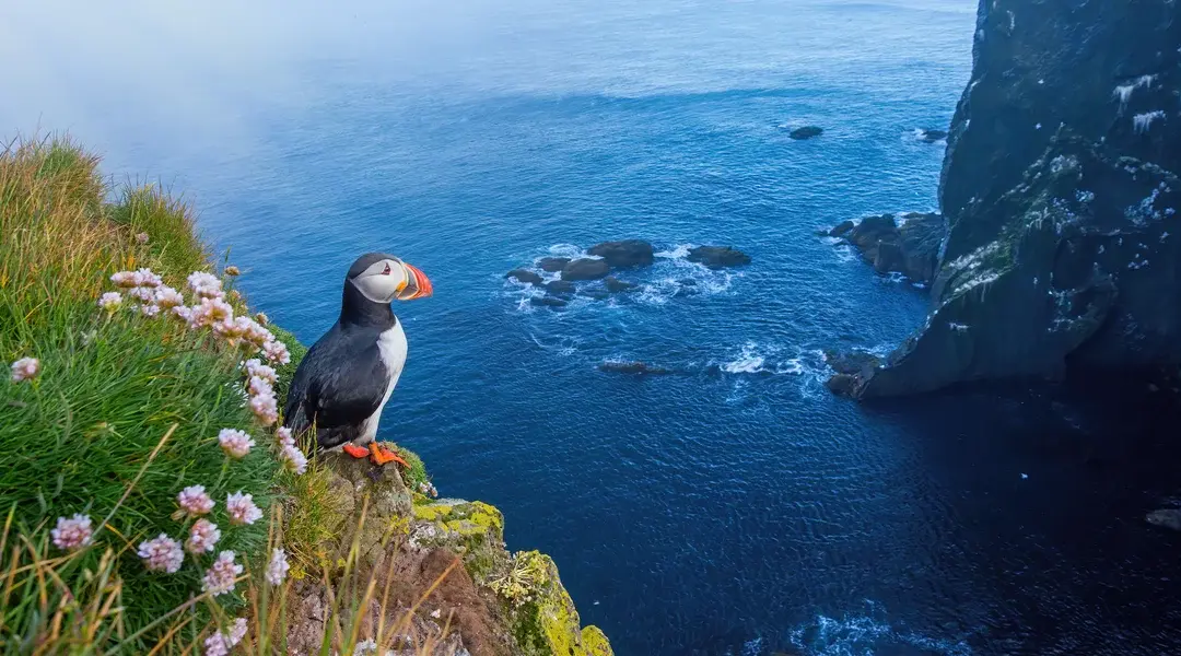 Papageientaucher auf Island