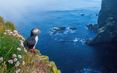 Papageientaucher auf Island