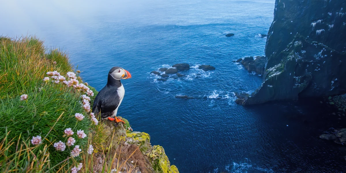 Papageientaucher auf Island – Vögel in Europa