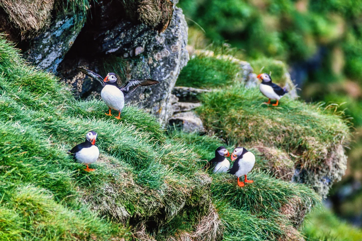Papageitaucher in Norwegen – Vögel in Europa