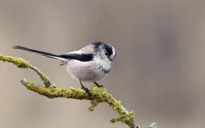 Schwanzmeise Gesang