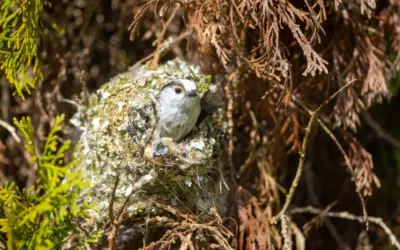 Schwanzmeise Nest