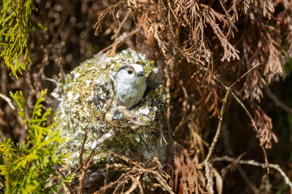 Schwanzmeise Nest – Vögel in Europa