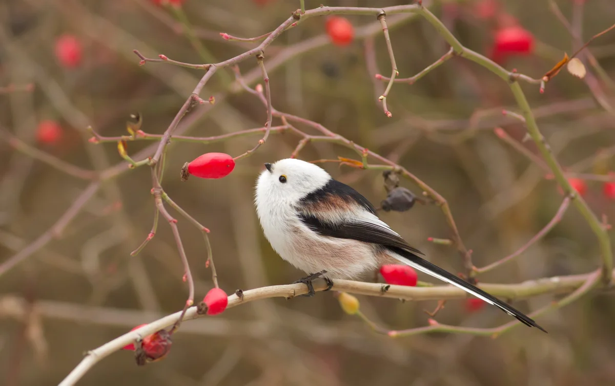 Schwanzmeise selten – Vögel in Europa