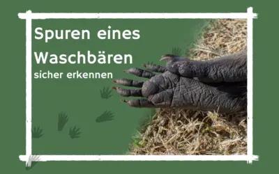 Spuren eines Waschbären