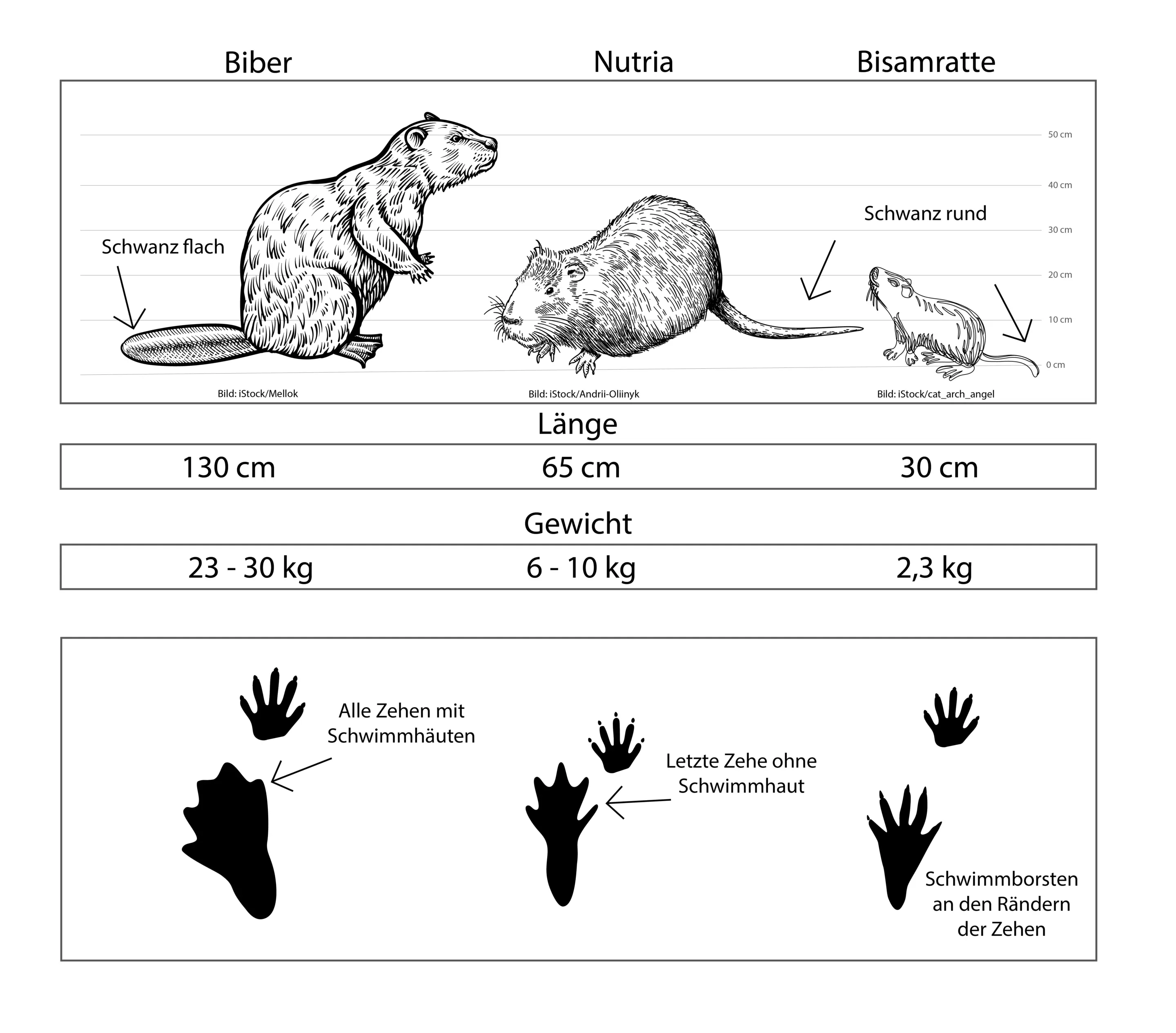 Unterschied Biber Spuren zu Nutria und Bisamratte Unterschied Biber Spuren zu Nutria und Bisamratte
