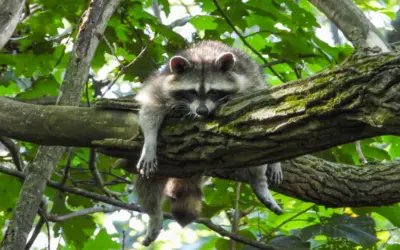 Waschbär Laute