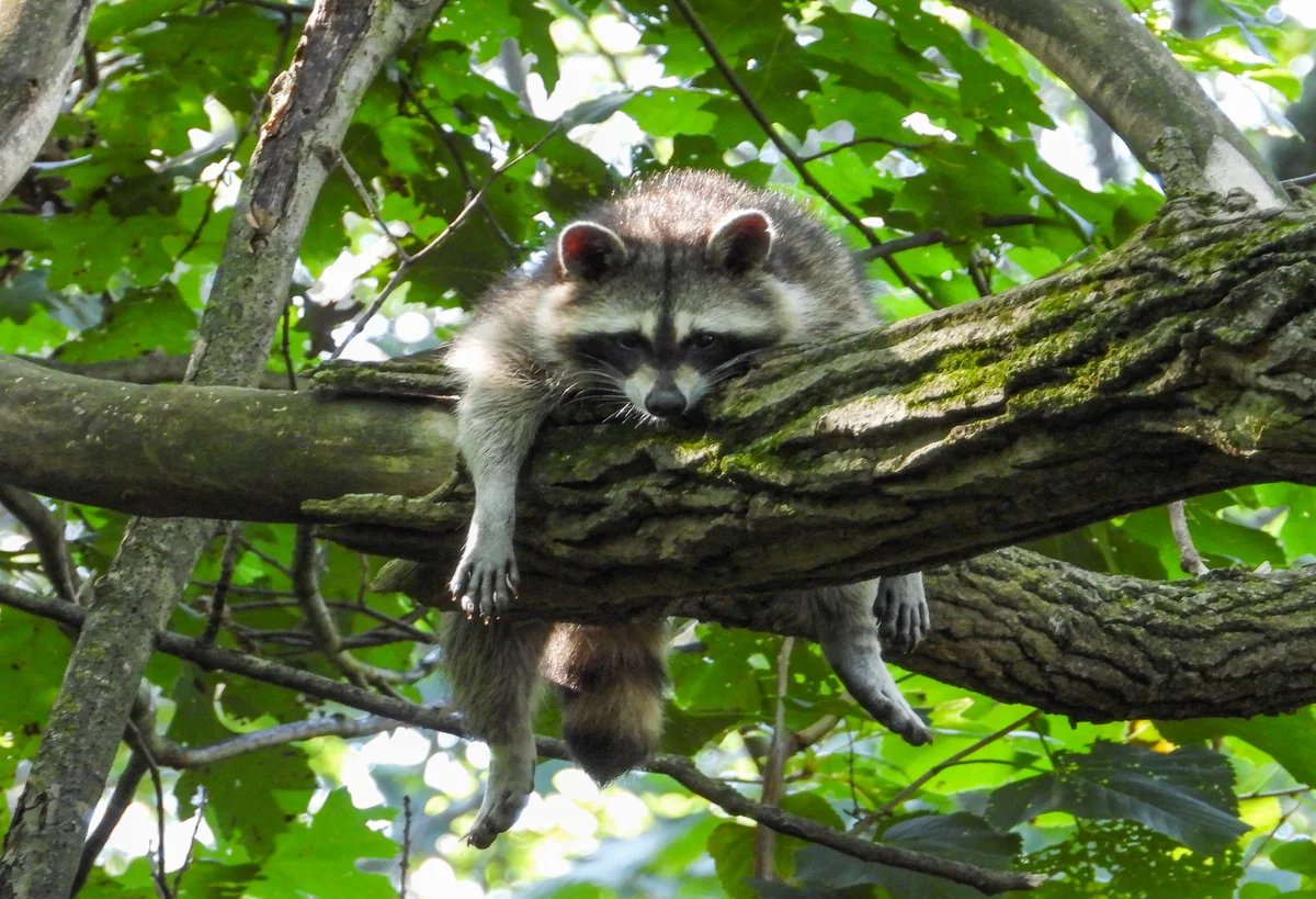 Waschbär Laute - Wildtiere in Europa Waschbär Laute - Wildtiere in Europa