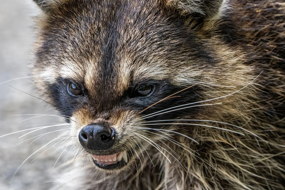 Waschbär aggressiv – Wildtiere in Europa
