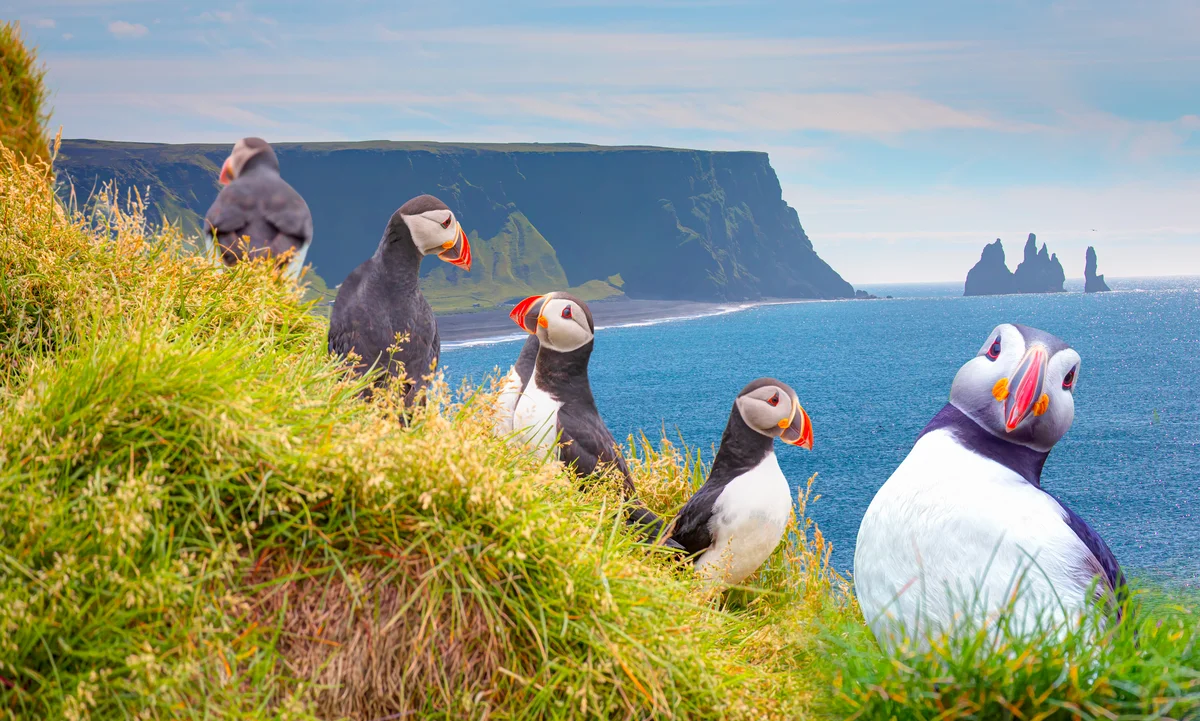Wie heisst der Puffin auf Deutsch – Vögel in Europa