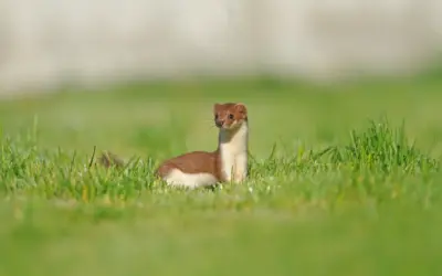 Wiesel im Garten gut oder schlecht
