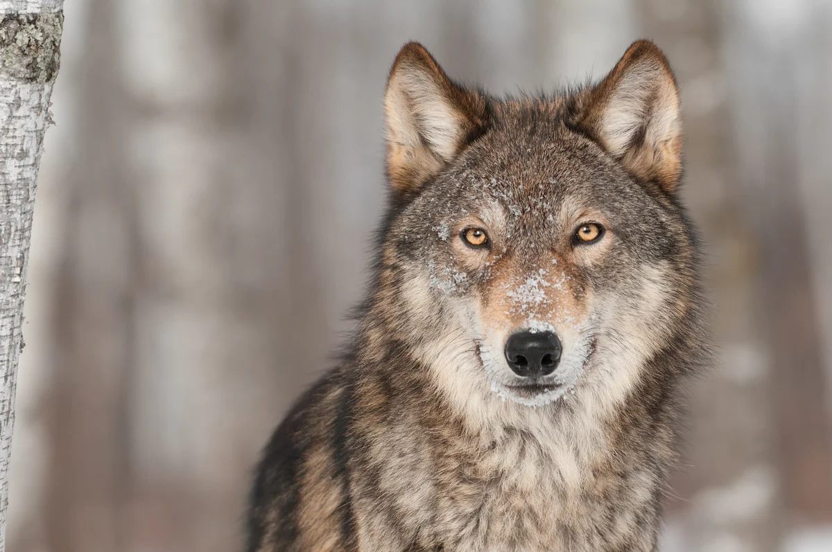 Wolf Englisch - Wildtiere in Europa Wolf Englisch - Wildtiere in Europa