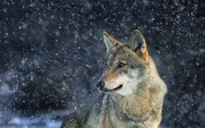 Wolf Latein