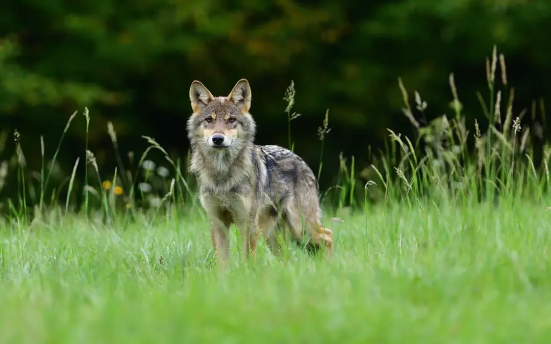 Wolf NRW