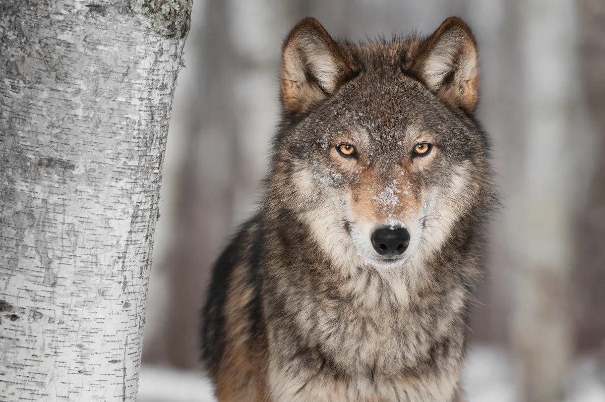 Wolf auf Englisch - Wildtiere in Europa